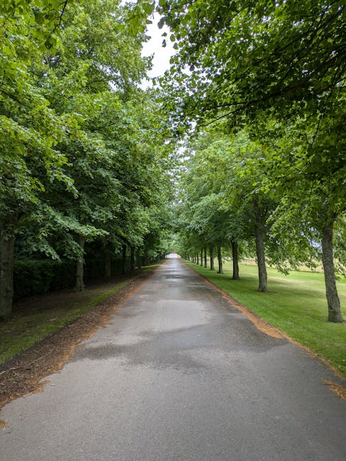 A paved residential street lined with tall, leafy deciduous trees on both sides, creating a canopy overhead. The road surface is partially worn and has patches, with the edges showing exposed soil and roots near the curbs. On the right side, there is a well-maintained grassy verge. The scene is captured in natural daylight, with the tree branches and leaves casting dappled shadows across the road. This tranquil setting is typical of suburban neighbourhoods, and it illustrates the type of location where house removals and furniture transport by Man with Van Longlands might take place, particularly during house relocations that require access through such tree-lined streets.