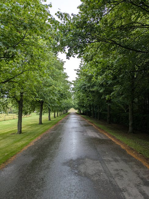A two-lane rural road with dashed white centre lines, surrounded by dense green foliage and trees on both sides. The asphalt surface appears smooth, with a slight curve ahead. On the right side, there is a narrow shoulder with some grass and a small metal utility cover. The scene is lit naturally, indicating daytime with overcast or partly cloudy weather. This setting depicts a quiet, scenic route suitable for transportation or travel, relevant to house removals and moving logistics discussed in the Longlands Road moving guide. Occasionally, Man with Van Longlands may coordinate transport through local routes like this during home relocation or furniture transport processes, where careful navigation and access are essential.